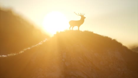 Deer-Male-in-Forest-at-Sunset